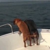 Excited wiggly Bois