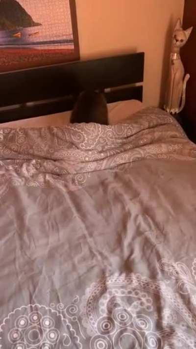 He’s always waiting for me to make my bed to destroy it