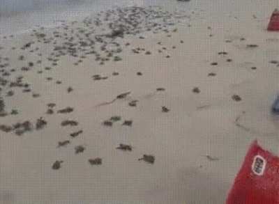 Every year the Nuevo Vallarta Sea Turtle Preserve in Nayarit, Mexico releases thousands of sea turtles into the Pacific Ocean with the help of volunteers who bring them to the beach just after they hatch in protected areas. These are newborn green sea tur