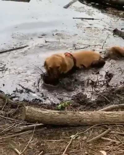 Golden retriever dip in chocolate anyone??