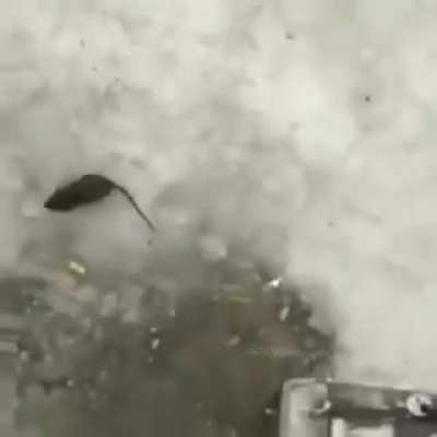 Rat vs Brick