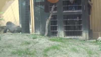 Gentaro, an 8 year old Gorilla, and his Papa, playing tag(with a very displeased mother on their toes, trying to keep up)