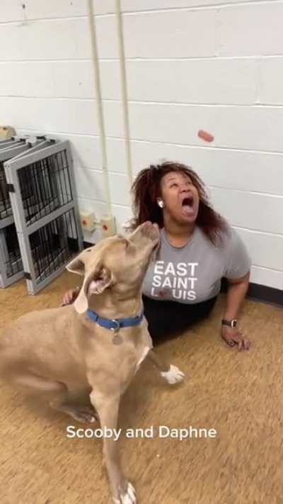 staff v shelter dogs in a hot dog eating contest @gatewaypetguardians