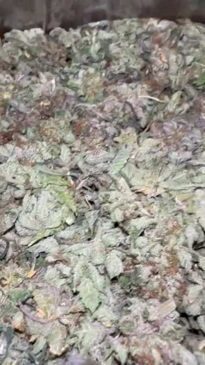 AAA Purple Pk❄️☔️