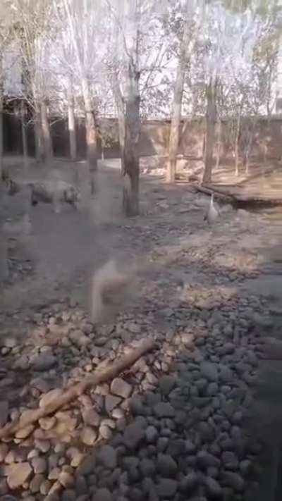 Жили у бабуси