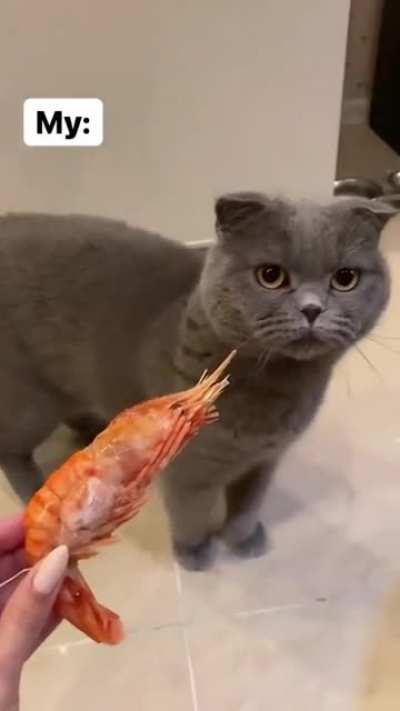 cat said BLEGH