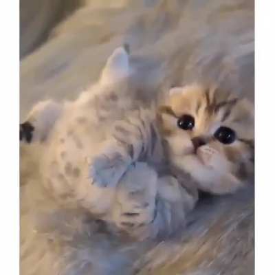 Yoga kitty