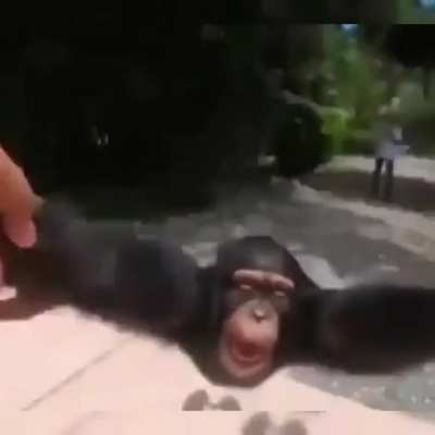 Play with monke 🐒🦍🦧