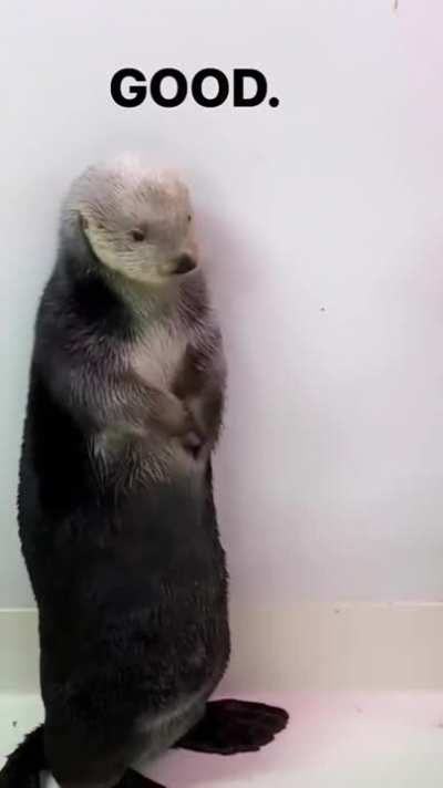 Otter pockets