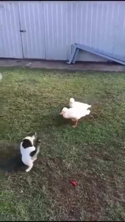spy ducks