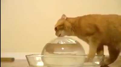 Dramatic cat