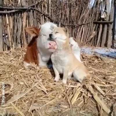 This is true friendship