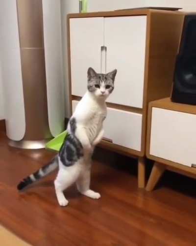 Cat.