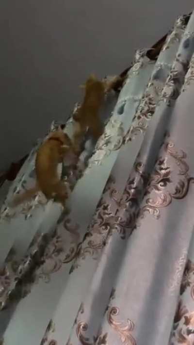 two monkeys in cat form