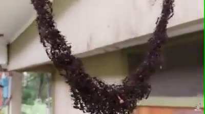 🔥 Fire ants making a living rope to attack a wasp nest