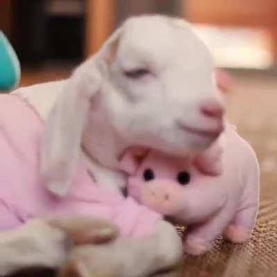 Everyone needs a little comfort sometimes.