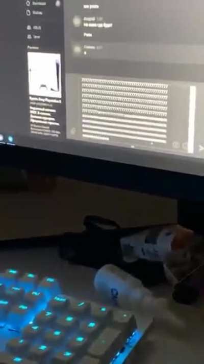Kitten fascinated by the text it’s typing 🐾