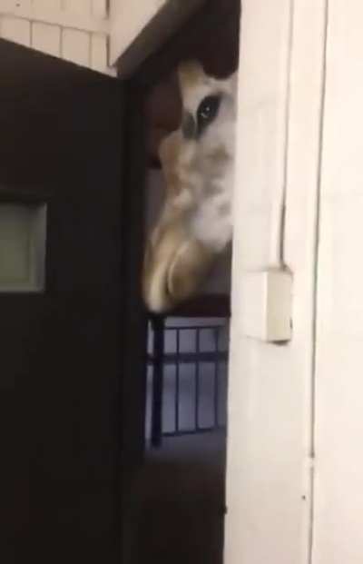 Is that for me, hooman?
