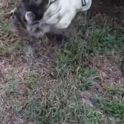 raccoon