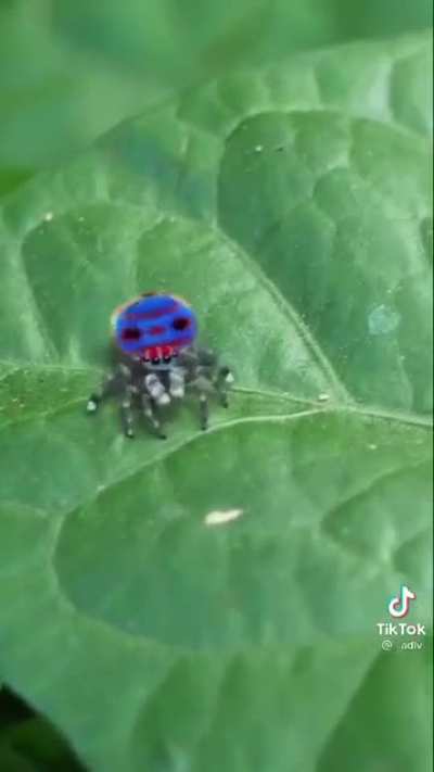 Little spider dancy dance