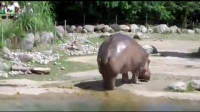 Hippo rips a massive fart