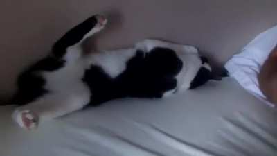 Cat: 