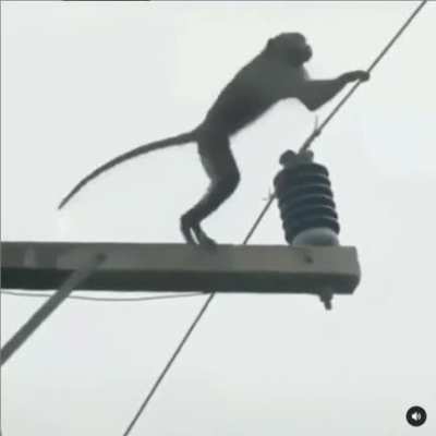 funny monke