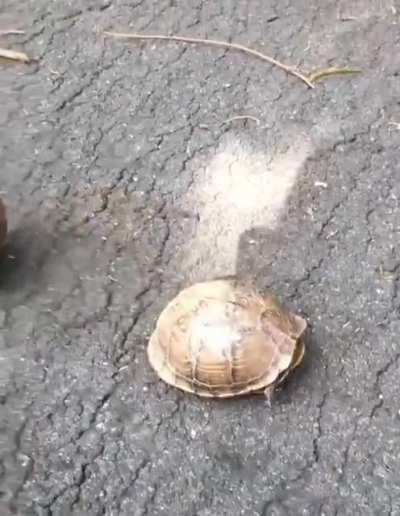 My 🐢 need me