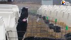 Cow trying to catch snow flakes