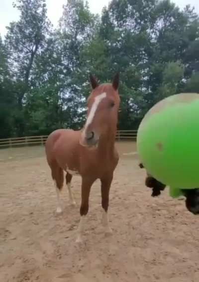 That horse knew what he was doing