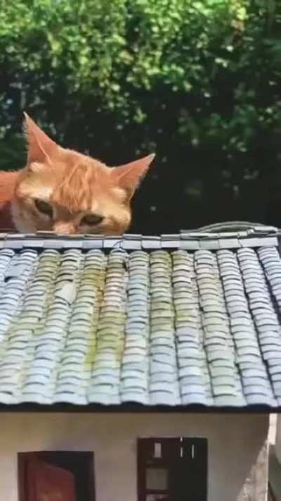 Котзилла.