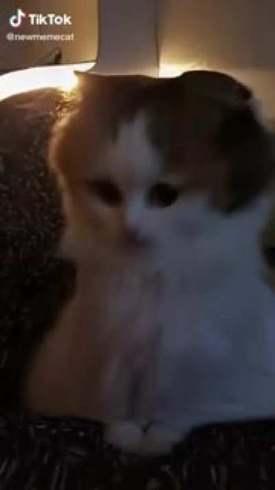Interesting looking cat