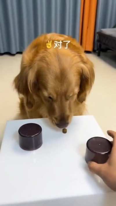 doggo is going places...