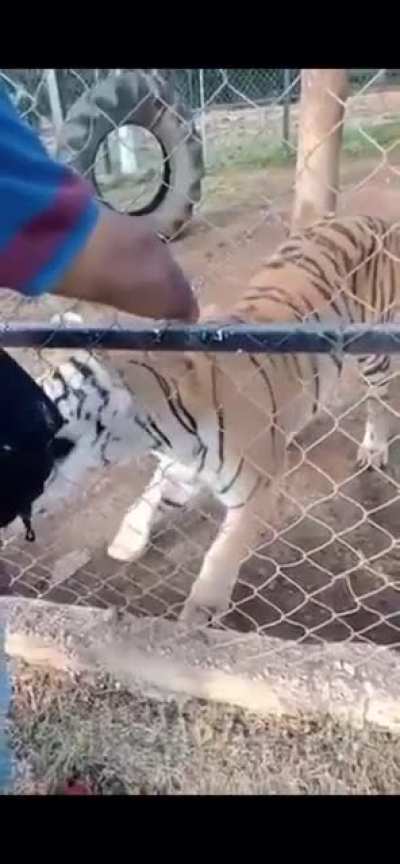 for sticking your arm into a tiger exhibit