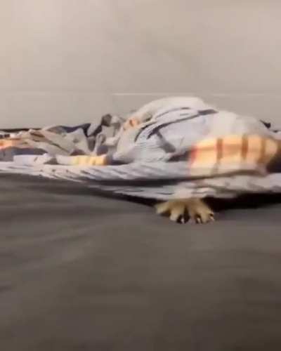 Ghost cat 😹👻