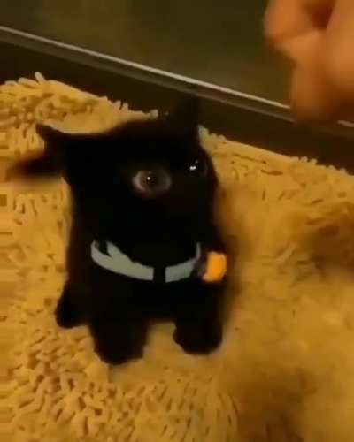 Smol kitten