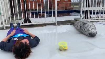 Sea doggo slapping her belly with her keeper