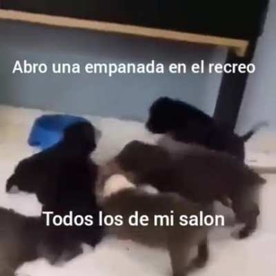 Pobre michi.