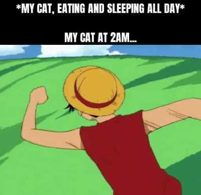 I swear they're creatures of the night!