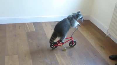 Melanie raccoon