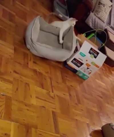 Gotta put the bed inside the box