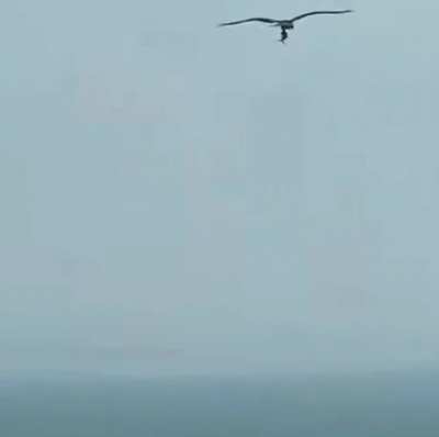 An Eagle carrying a small shark.