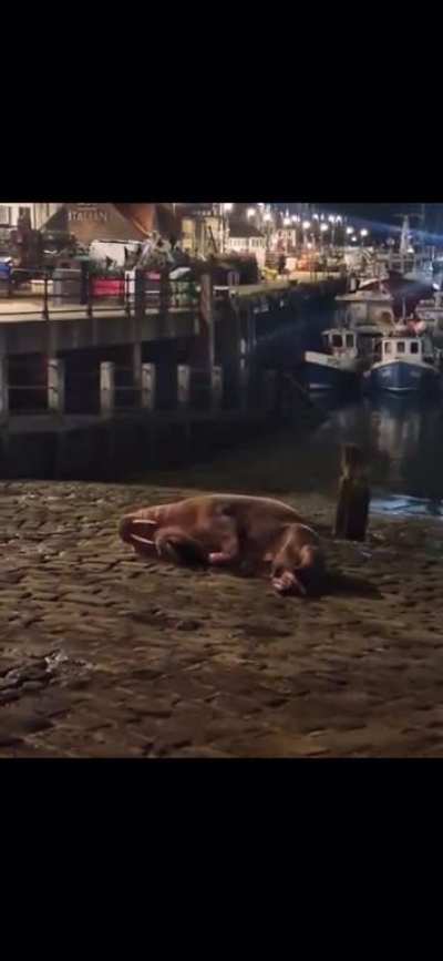 Walrus named Thor