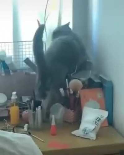 Pets of chaos.