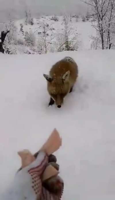Feeding a cute fox