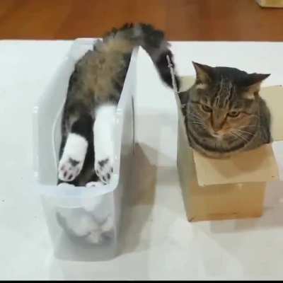 If I fits I sits