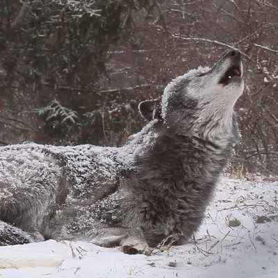 Big awoo