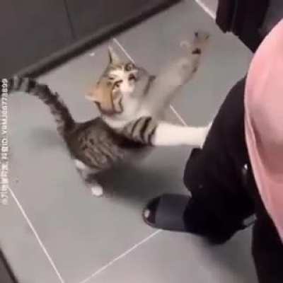 Not a scream but perfectly cut