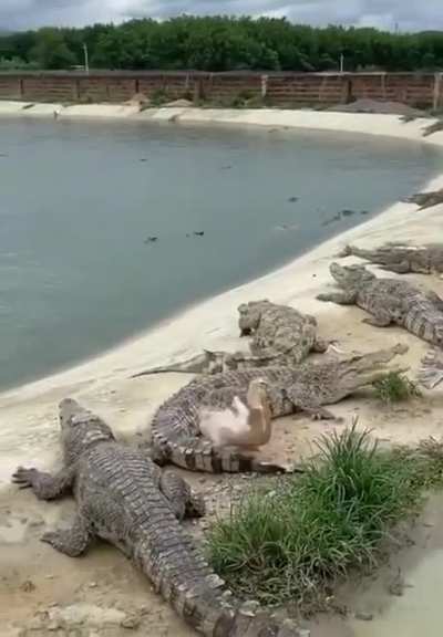 Duck barely dodges 2 opportunities for death