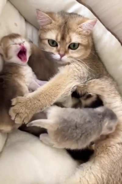 A cute family